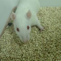 视网膜光损伤模型