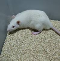 大肠杆菌致细菌性前列腺炎动物模型