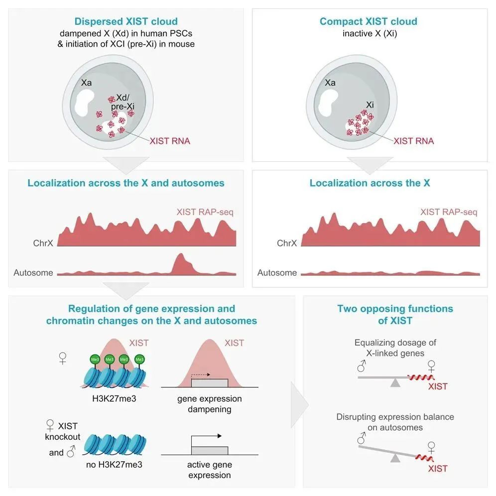 lncRNA研究进展盘点丨20240112期