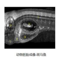 动物OCT成像系统