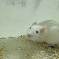 肾衰竭动物模型