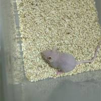 人源化肿瘤抑制模型