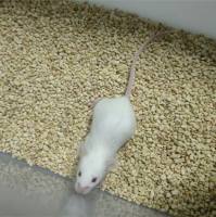 子宫内膜异位症动物模型