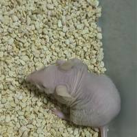 同系肿瘤小鼠模型