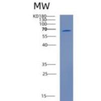小鼠钙粘蛋白-5重组蛋白