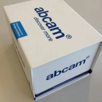 Rabbit anti Human HSP70 Polyclonal antibody