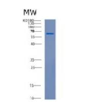 人CDH11重组蛋白