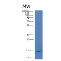 人CD164L2重组蛋白
