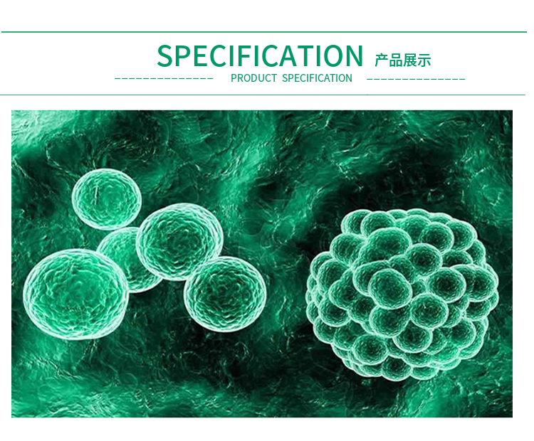 小鼠真皮成纤维细胞