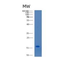 小鼠CCL2重组蛋白