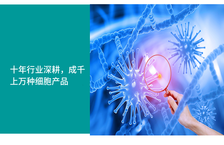 小鼠真皮成纤维细胞