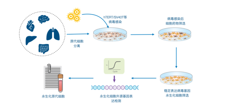 小鼠真皮成纤维细胞