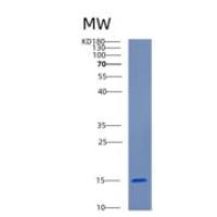 人CEND1重组蛋白