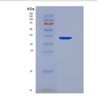 小鼠细胞程序性死亡蛋白1配体1(PDL1)重组蛋白