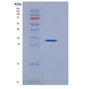 人CD274重组蛋白