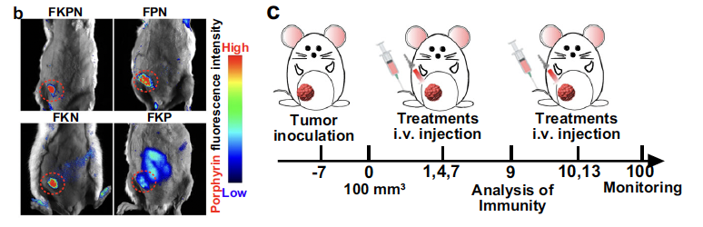 【文献速递】一种用于癌症治疗的金属卟啉纳米装置的研究