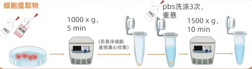 人补体调节蛋白(CCP)ELISA试剂盒