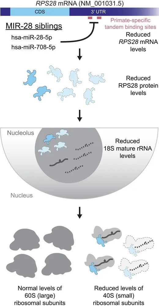 miRNA研究进展盘点丨20240115期