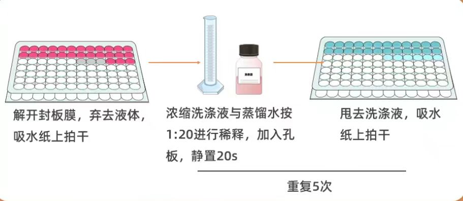 人补体调节蛋白(CCP)ELISA试剂盒