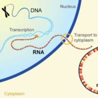 Polysome-seq翻译组测序，评估翻译效率的“黄金标准”