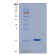 人CD7分子(CD7)重组蛋白