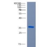 人CCNG1重组蛋白