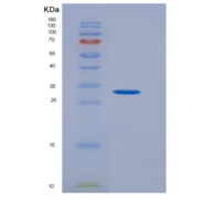 人CD274重组蛋白