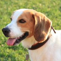 比格犬药物急毒性实验