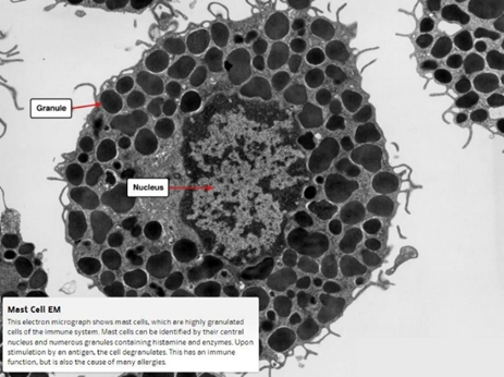 Elabscience免疫细胞 | 肥大细胞简介及指标选择