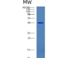 人CIAO1重组蛋白