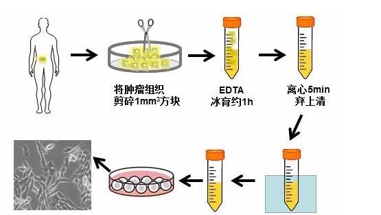 大鼠子宫内膜间质细胞