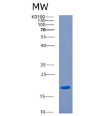人晶状体蛋白αA(CRYaA)重组蛋白