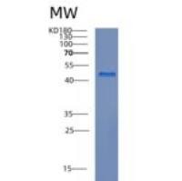 人CREB3L2重组蛋白