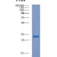 人CPSF4重组蛋白