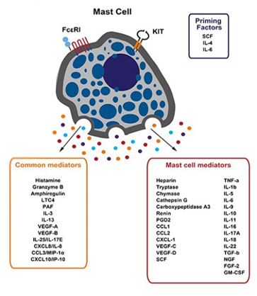 Elabscience免疫细胞 | 肥大细胞简介及指标选择