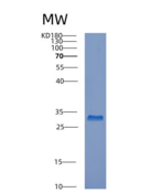 人CPSF4重组蛋白