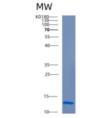 人CRIPT重组蛋白