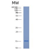 人细胞维甲酸结合蛋白1(CRABP1)重组蛋白