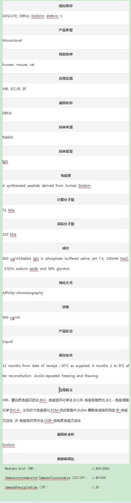 Anti-Drebrin/DBN1 Antibody