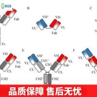 Anti-TH Antibody (Clone#OTI1A12)