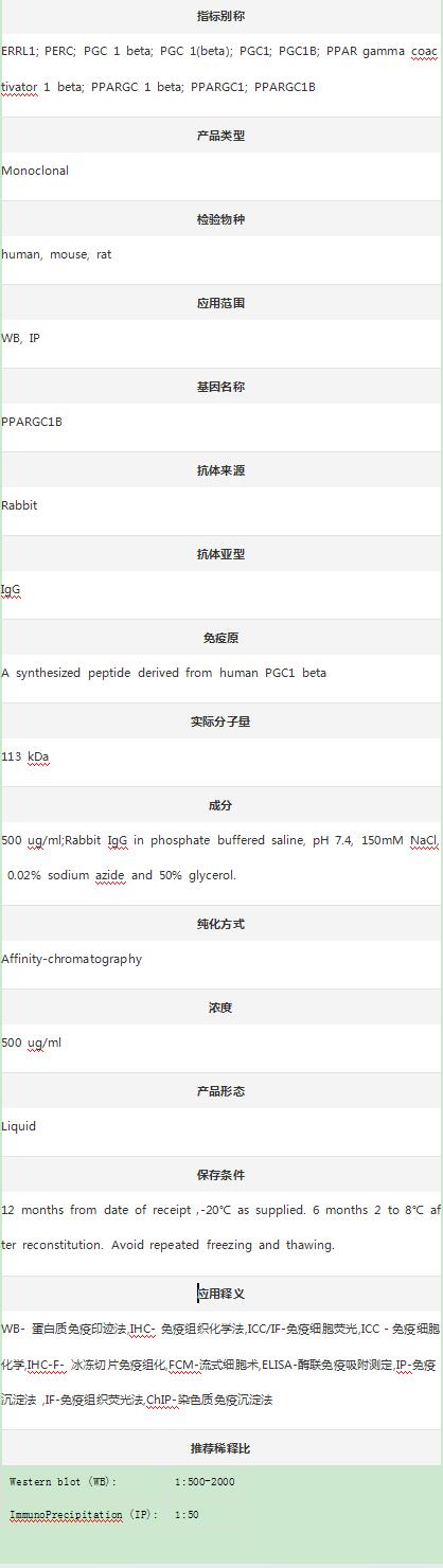 Anti-PGC1 Beta/PPARGC1B Antibo