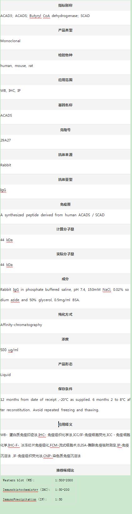 Anti-ACADS Antibody (Clone#29A