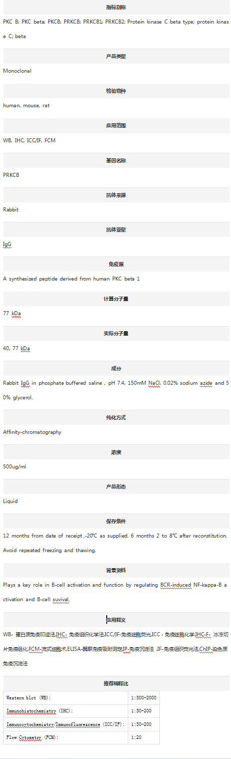 Anti-PKC Beta/PRKCB Antibody