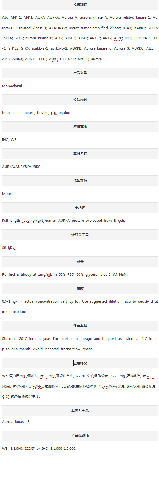 Anti-AURKA/B/C Kinase Antibody