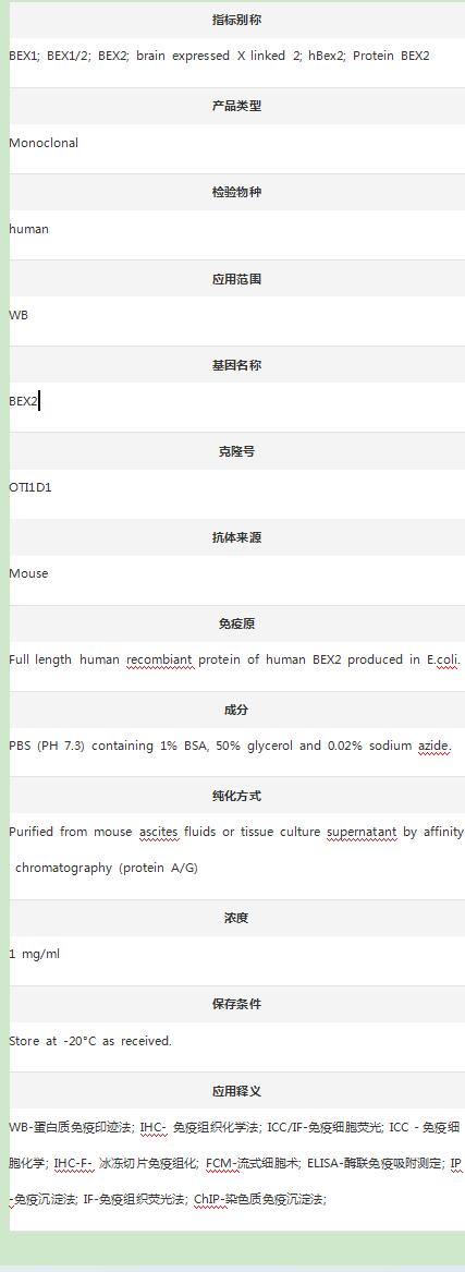 Anti-BEX2 Antibody (Clone#OTI1