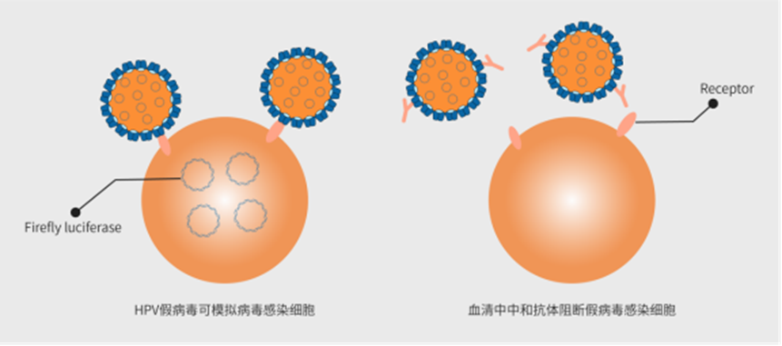 全面解析HPV感染、促癌机制及HPV疫苗如何做有效验证?