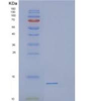人DEFB118重组蛋白