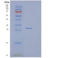 人DDIT4重组蛋白