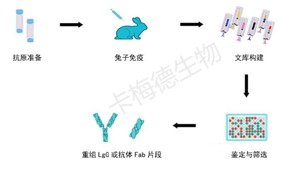 单B细胞技术：制备兔单抗