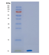 小鼠趋化因子(C-X-C基序)配体3(CXCL3)重组蛋白